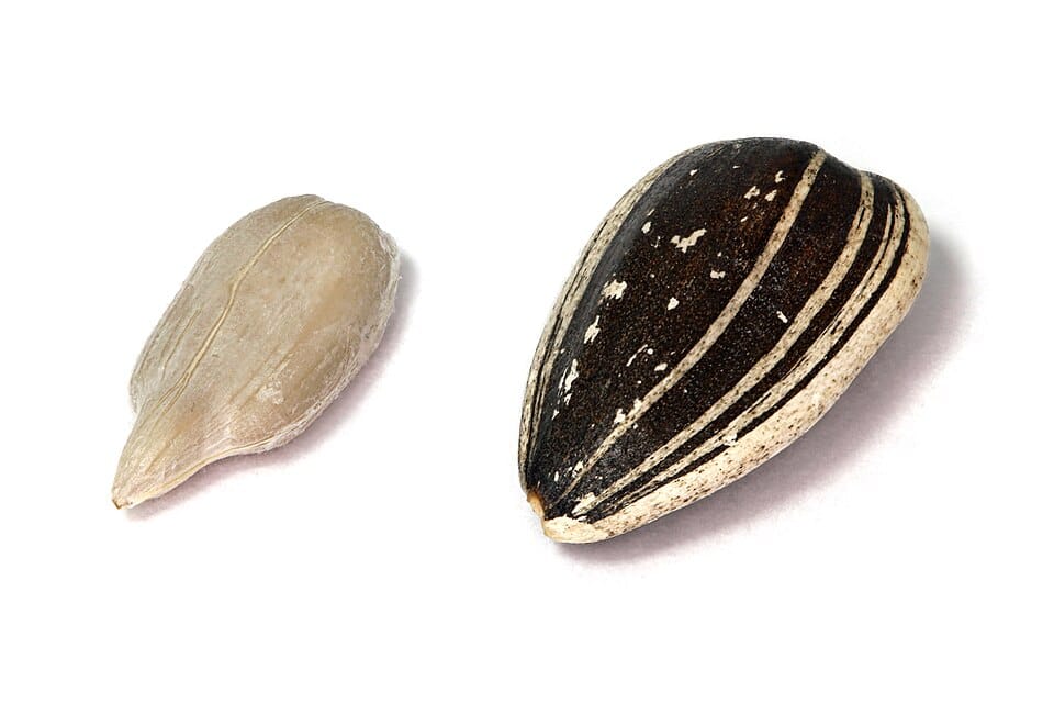 sunflower seed