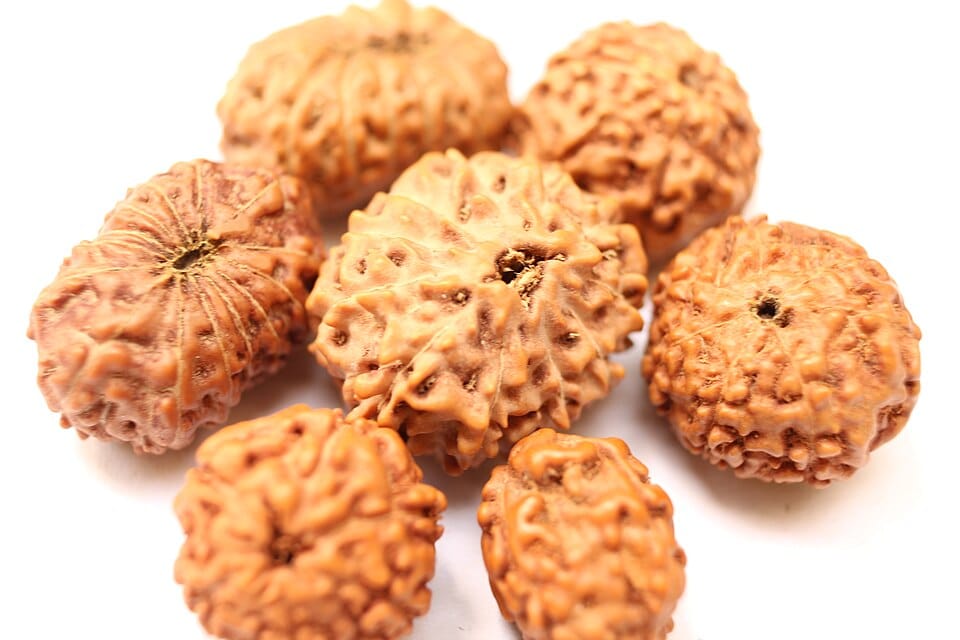 rudraksha