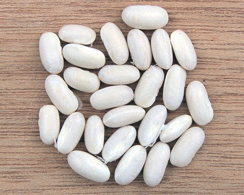 navy bean