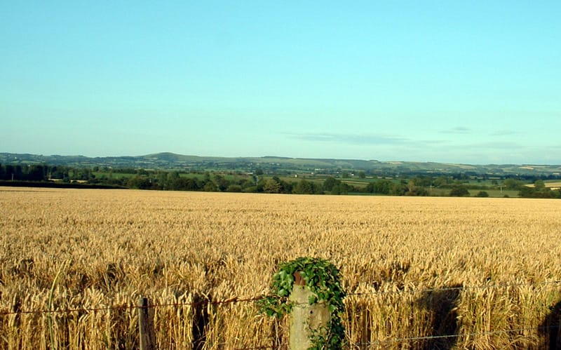 grain