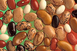 bean